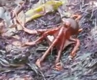 Octopus walks on land